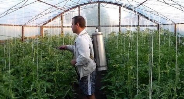 Jak připravit půdu ve skleníku pro rajčata na jaře